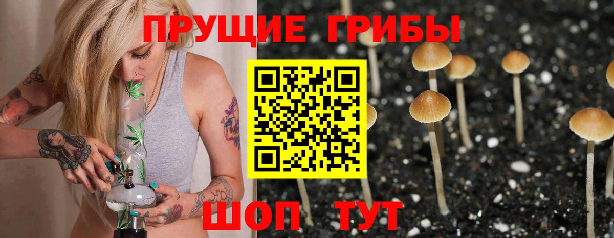 Псилоцибиновые грибы Cubensis Тобольск